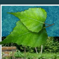 Top-rated landscape installation in Madison, AL by Power Vac Services