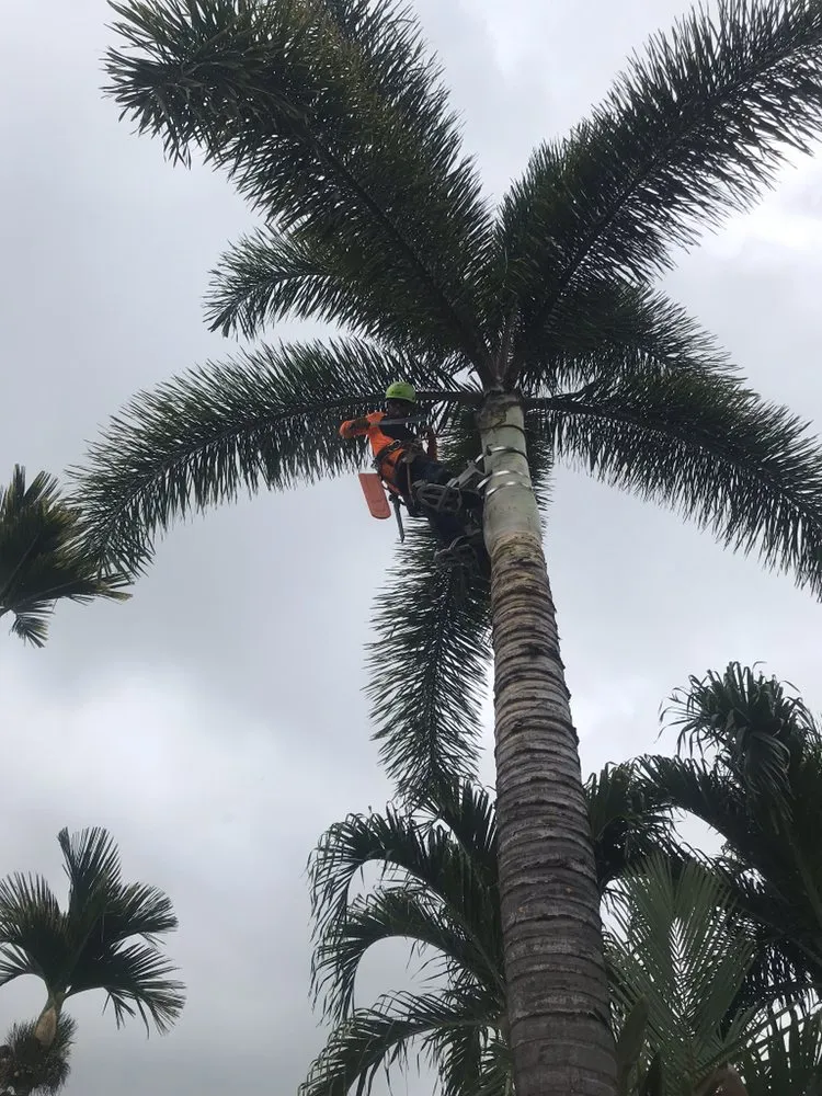 Top-rated landscape design in Kailua-Kona, HI - Powerhouse Tree & Lawn Service