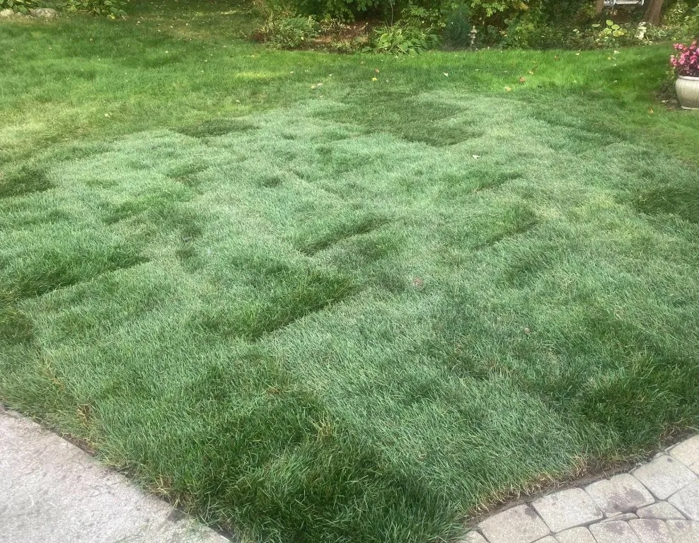 Reliable lawn mowing service experts serving Washington, MI - Powerscape Landscaping