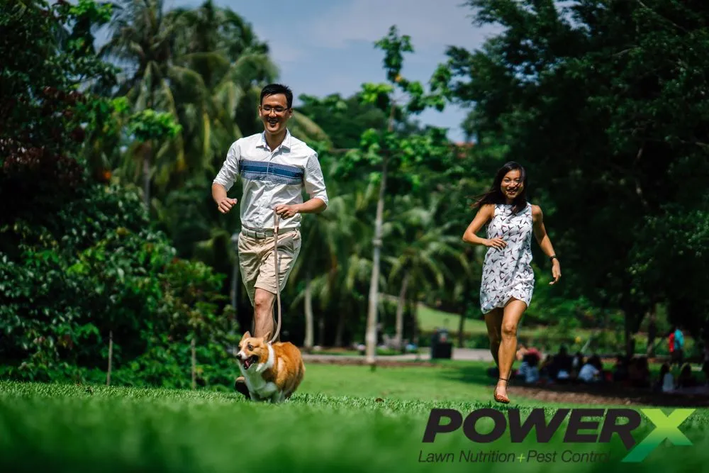 Affordable yard cleanup service in Winter Park, FL by PowerX - Orlando