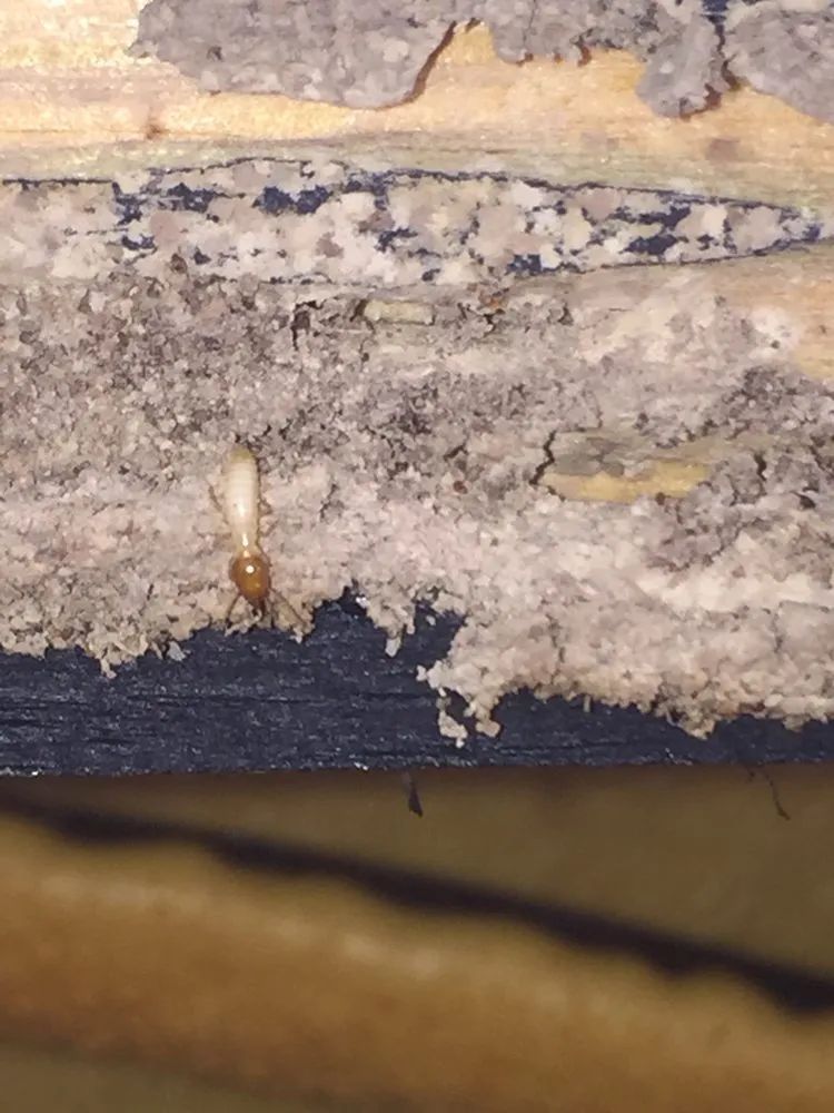 Top-rated yard maintenance experts serving Miami, FL - PowerX