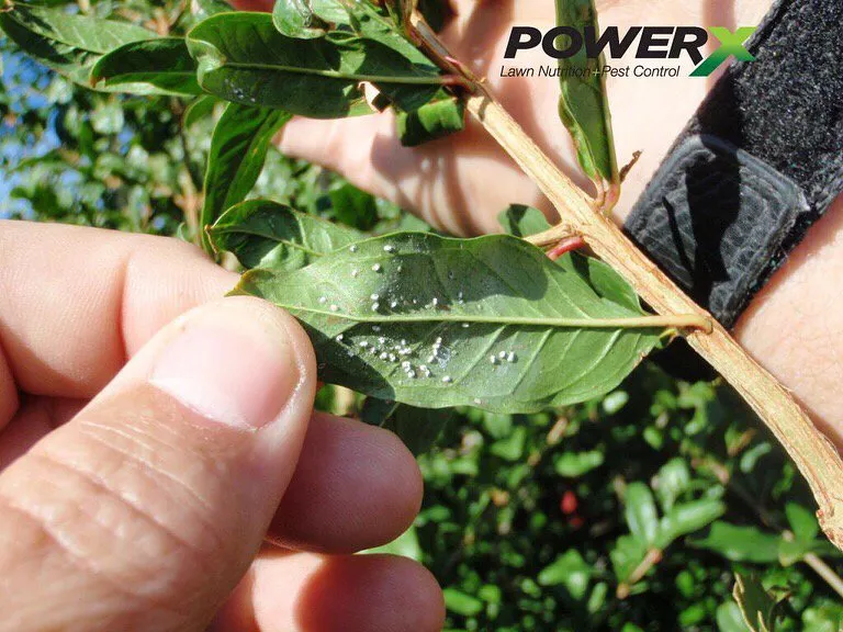 Expert residential landscaping in Miami, FL by PowerX