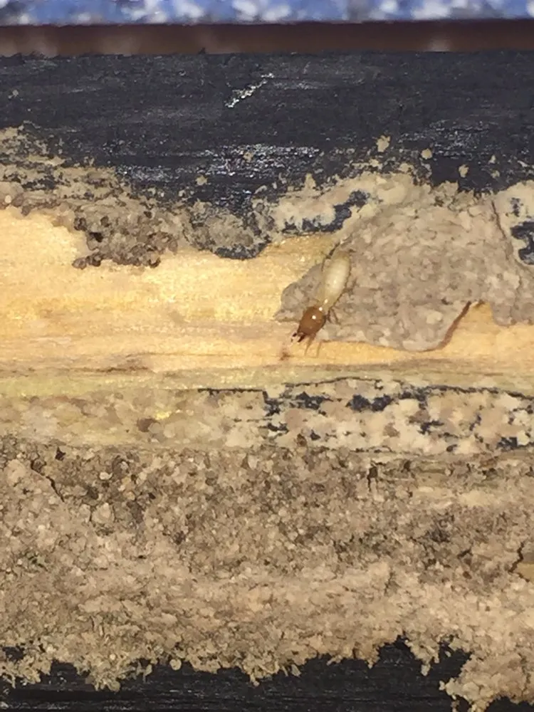 Professional lawn mowing service for beautiful yards across Royal Palm Beach, FL - PowerX