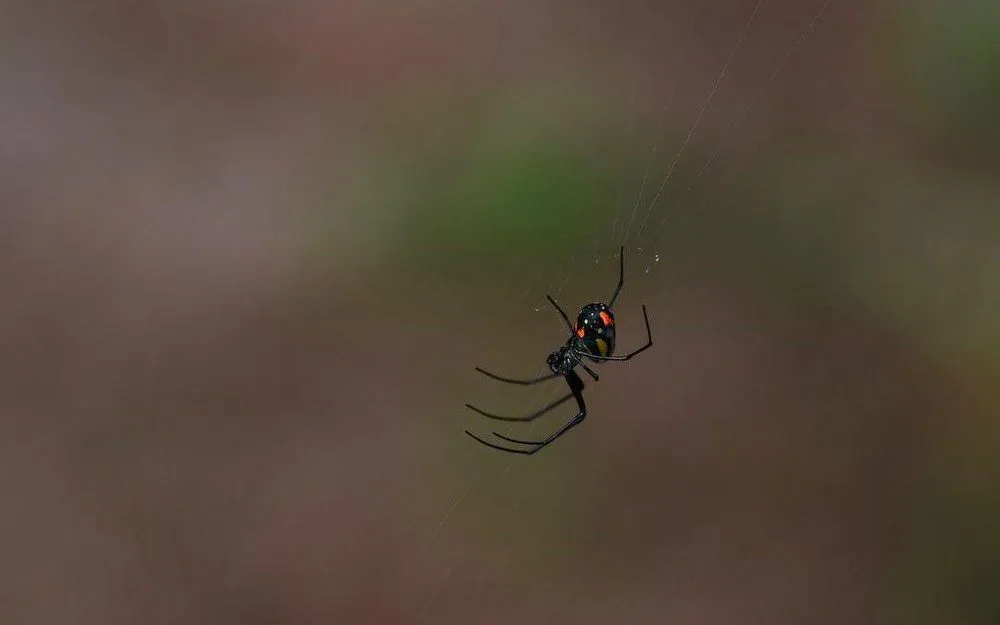 Custom landscape design in West Palm Beach, FL - PowerX