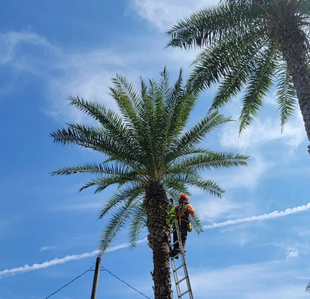 Trusted yard cleanup service near you across North Miami, FL - P&P Landscaping and Tree Service