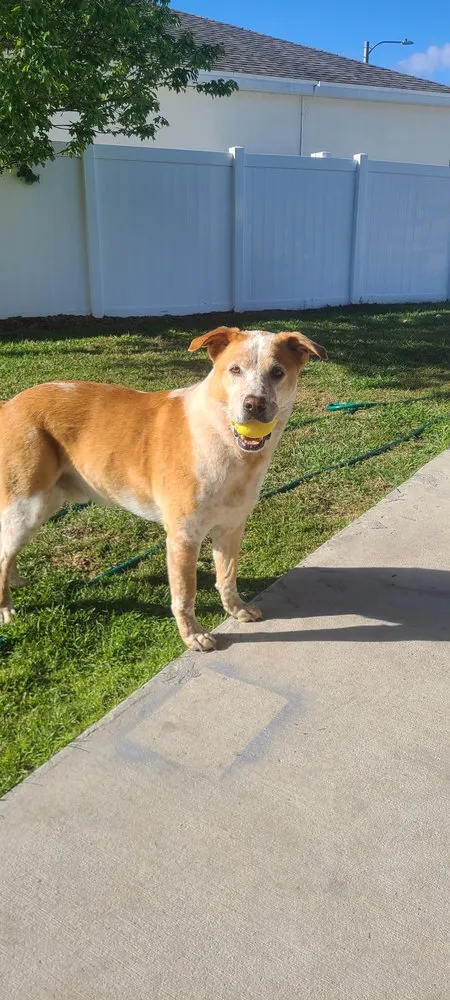 Affordable outdoor landscaping in Kissimmee, FL - PPM Outdoor