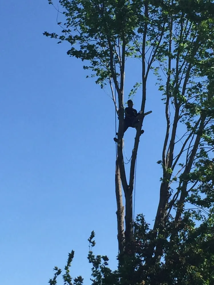 Trusted lawn care service experts serving Westland, MI - PPM Tree Service And Arbor Care