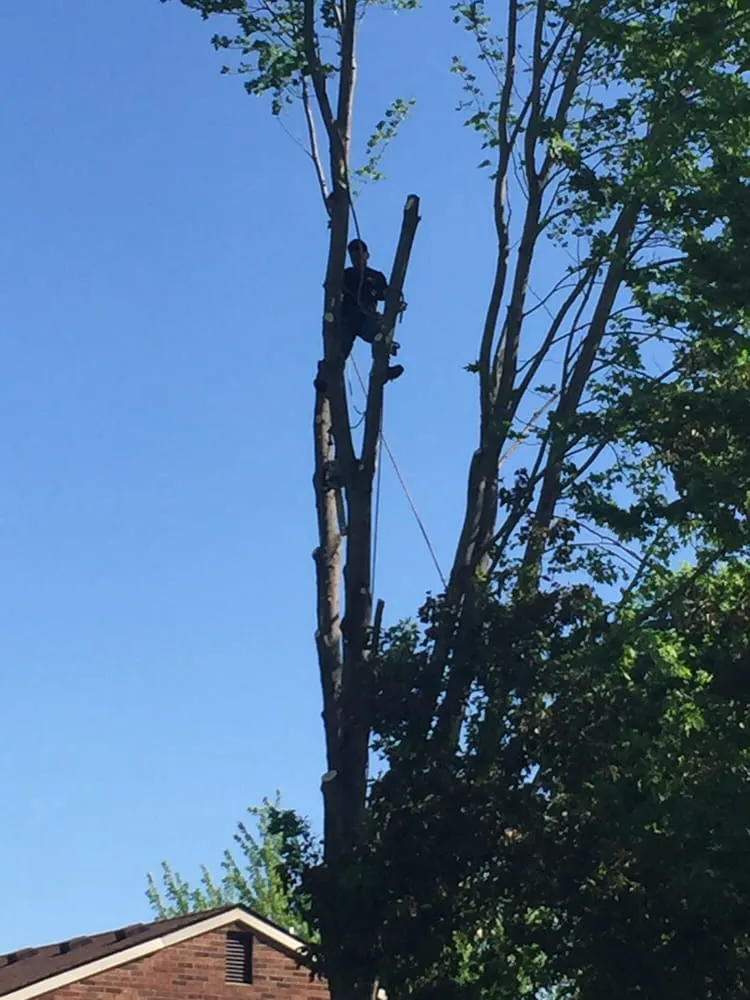 Custom yard cleanup service in Westland, MI by PPM Tree Service And Arbor Care