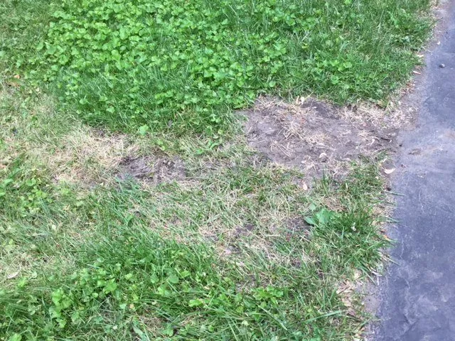 Local lawn care service in Westland, MI by PPM Tree Service And Arbor Care