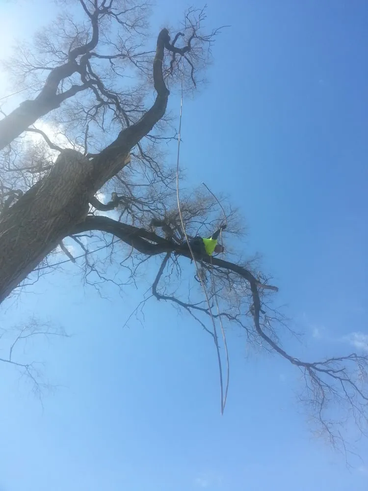 Affordable outdoor landscaping for beautiful yards in Westland, MI by PPM Tree Service And Arbor Care
