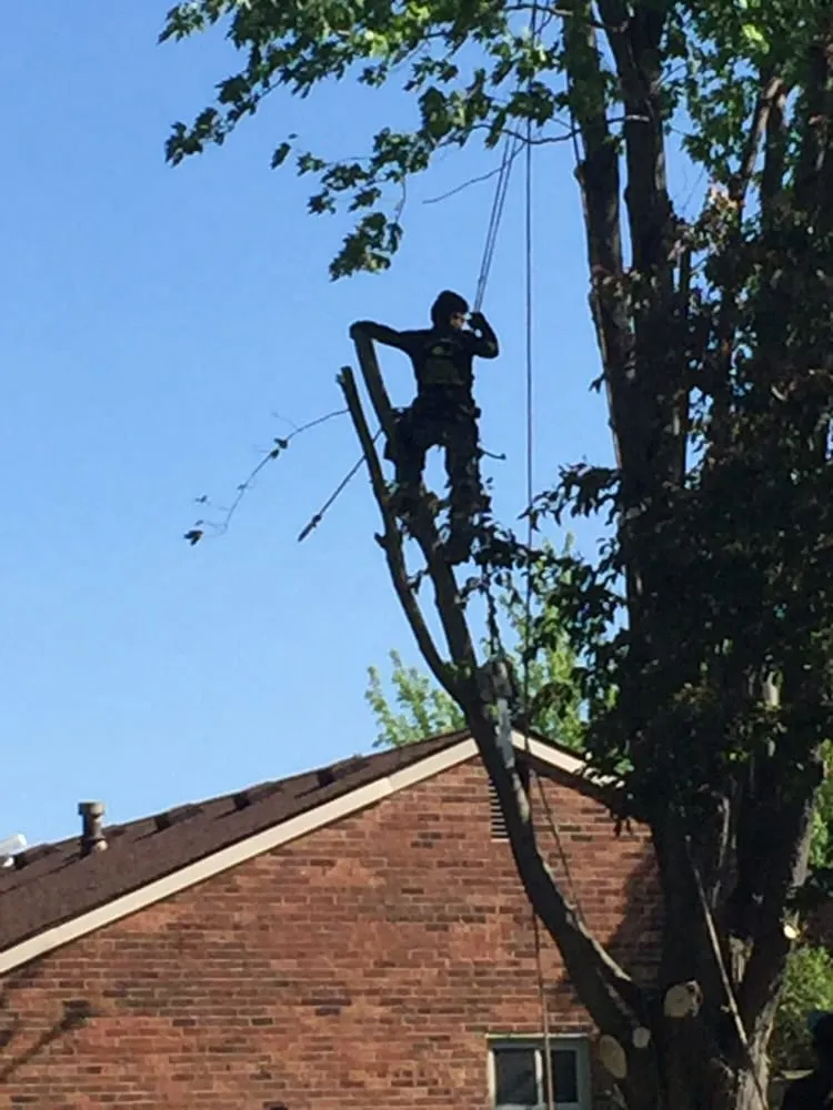 Expert landscape design experts serving Westland, MI - PPM Tree Service And Arbor Care