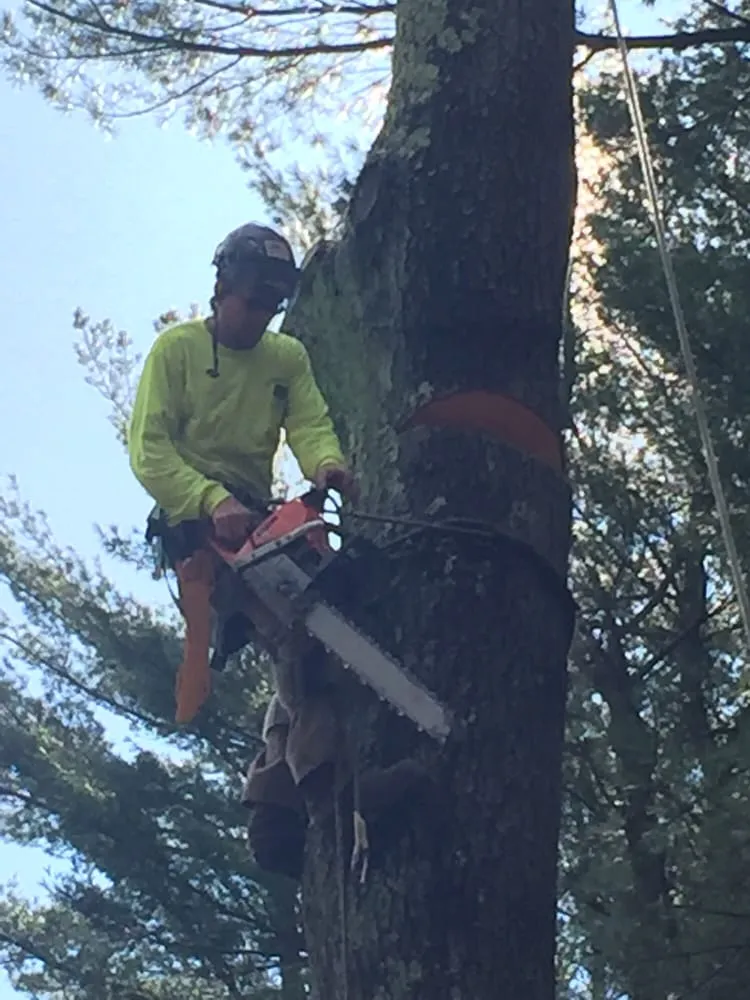 Local yard cleanup service experts serving Easton, MA - PR Anderson Tree & Landscape