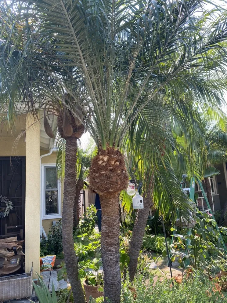 Local landscaping services in Paramount, CA - PR Gardening