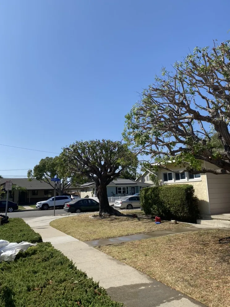 Reliable yard maintenance in Paramount, CA by PR Gardening