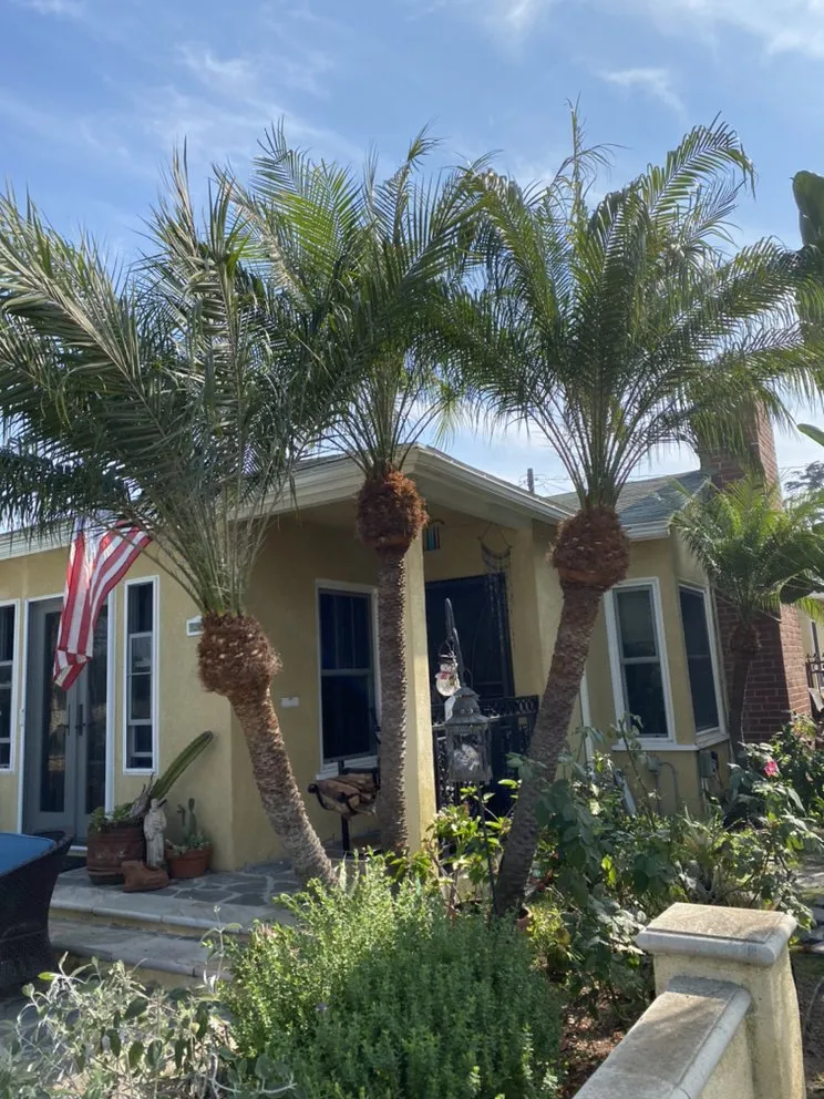 Affordable landscape design with custom design in Paramount, CA by PR Gardening