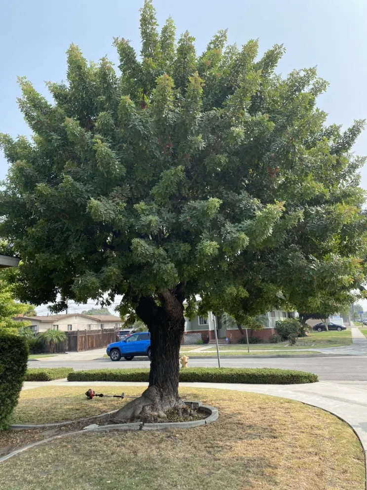 Affordable landscape installation in Paramount, CA by PR Gardening
