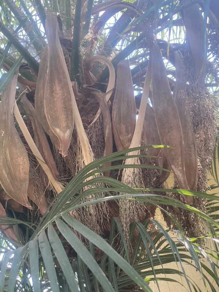 Professional yard cleanup service in Paramount, CA - PR Gardening