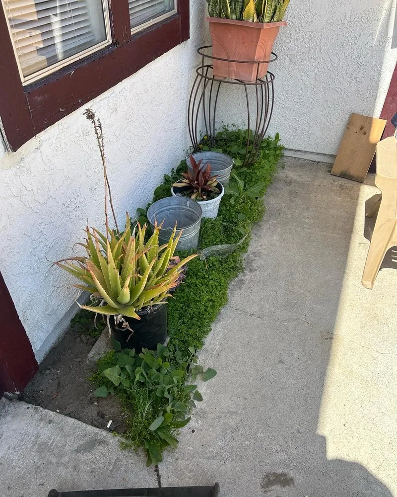 Top-rated yard maintenance in Long Beach, CA - Prado Landscapes