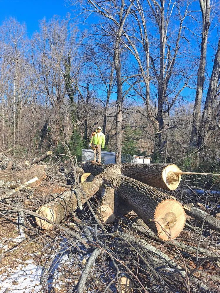 Custom yard cleanup service for beautiful yards in Pfafftown, NC by Prado Tree Services and Landscaping