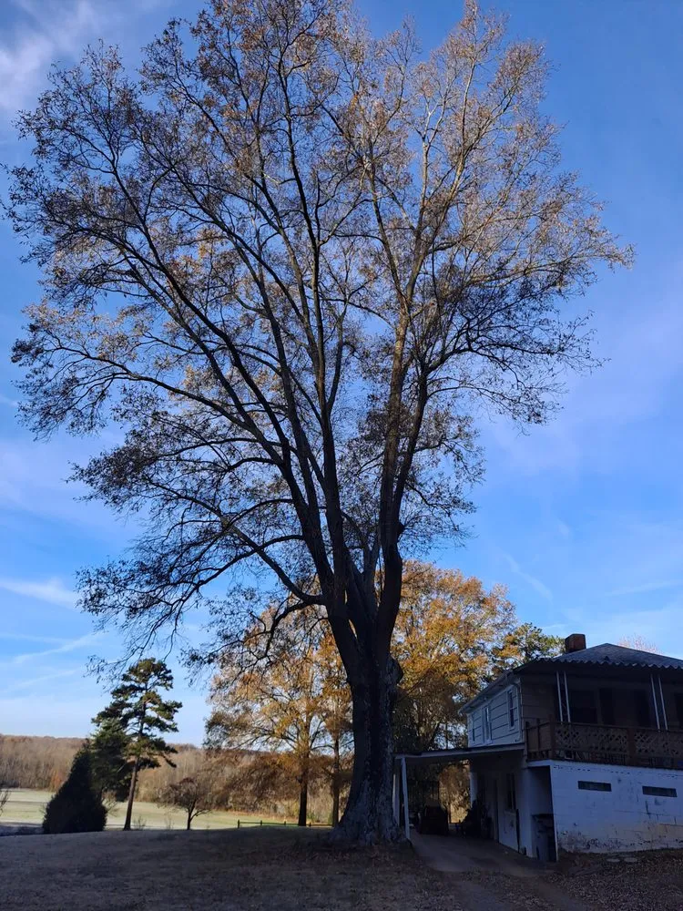 Reliable landscape design for beautiful yards across Pfafftown, NC - Prado Tree Services and Landscaping