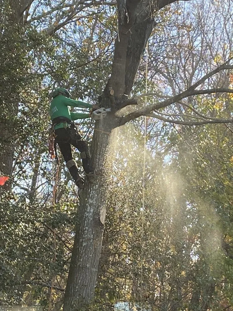 Affordable yard cleanup service for year-round maintenance in Pfafftown, NC by Prado Tree Services and Landscaping