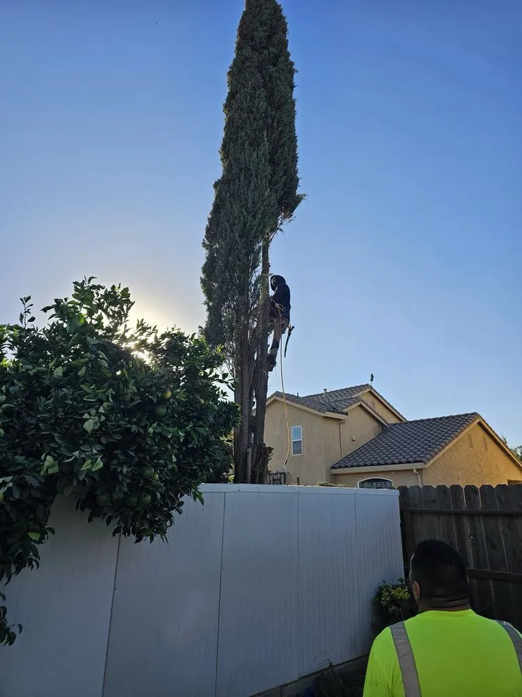 Affordable lawn care service near you in Merced, CA by Prado's Landscaping & Tree Service