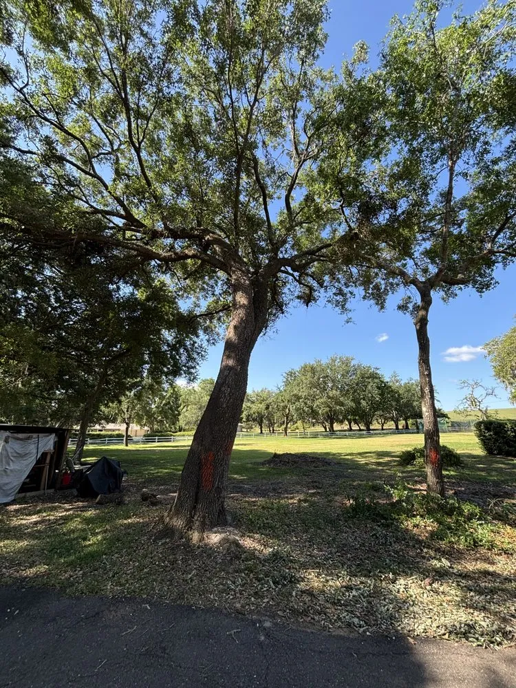 Trusted residential landscaping for beautiful yards in Orlando, FL by Praestans Homes