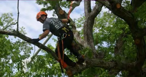 Professional lawn mowing service experts serving Portland, OR - Pragmatic Tree Health Care
