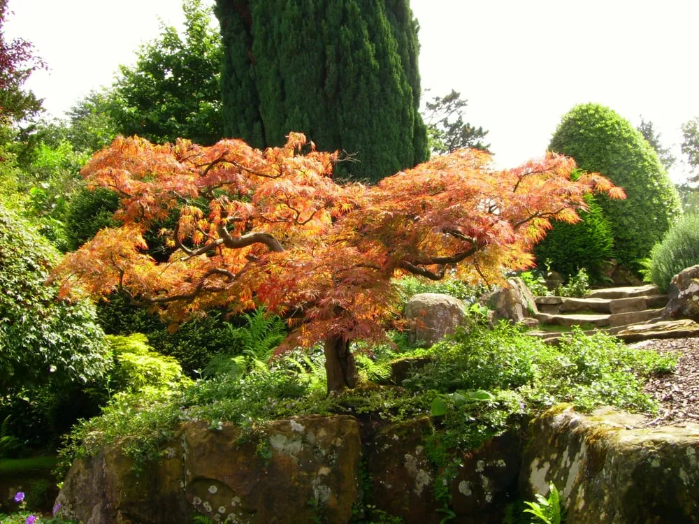 Local landscaping services near you in Portland, OR by Pragmatic Tree Health Care