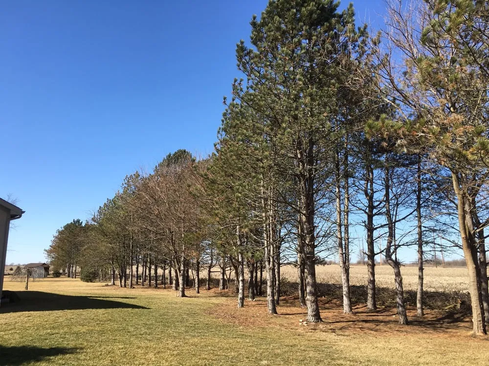 Top-rated yard cleanup service in London, OH by Prairie Creek Lawnscapes