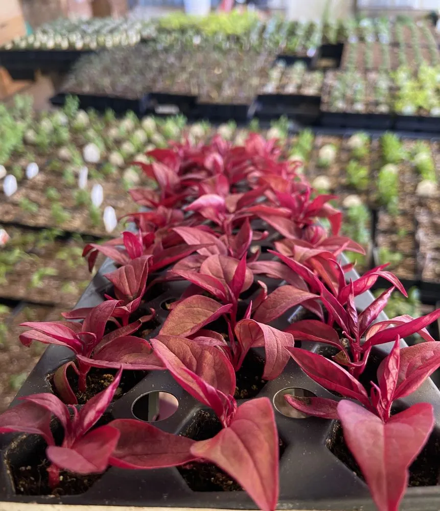 Professional lawn care service experts serving Hutchinson, KS - Prairie Hills Nursery and Plant Shop