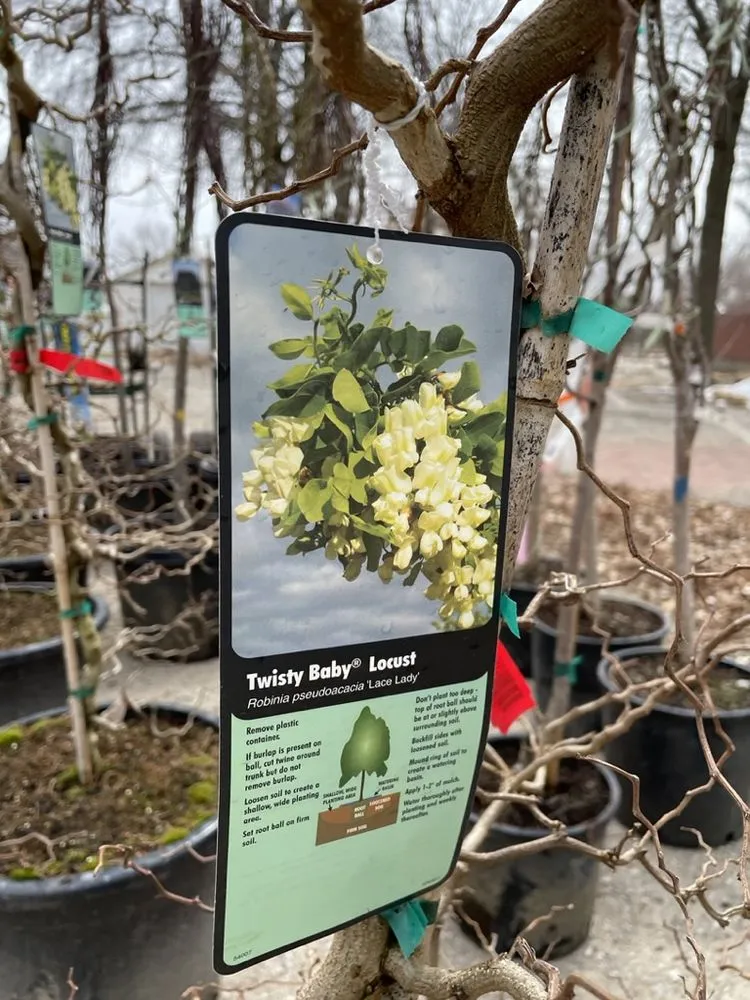 Local yard maintenance for outdoor upgrades across Hutchinson, KS - Prairie Hills Nursery and Plant Shop