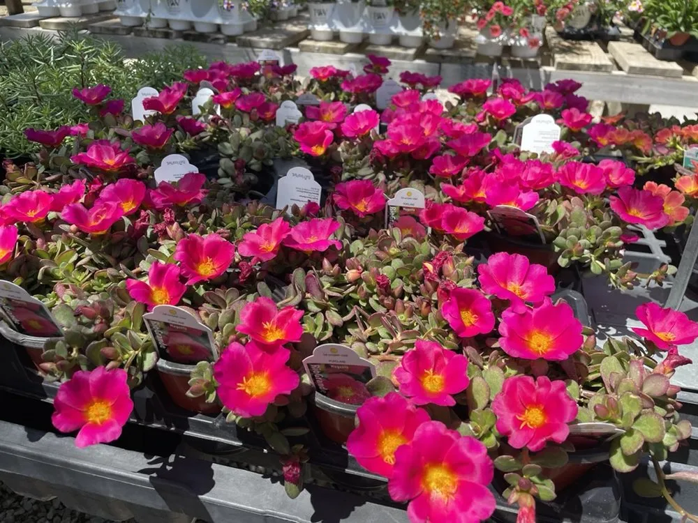 Trusted lawn care service experts serving Hutchinson, KS - Prairie Hills Nursery and Plant Shop