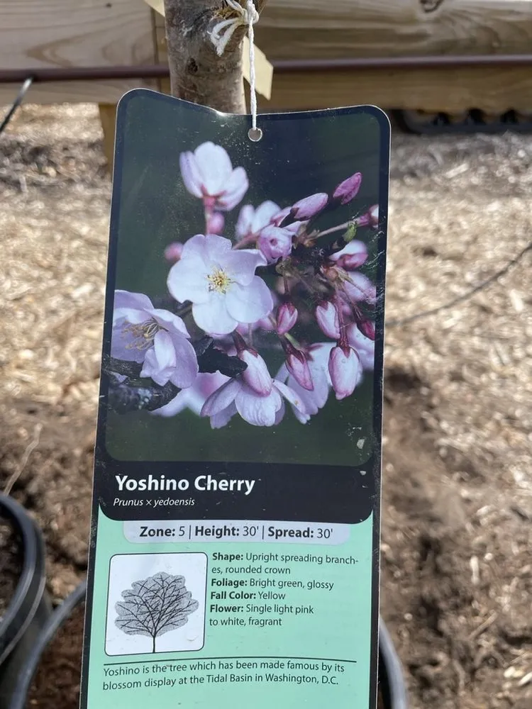 Custom outdoor landscaping for beautiful yards across Hutchinson, KS - Prairie Hills Nursery and Plant Shop