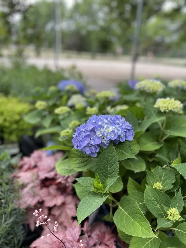 Custom lawn care service for year-round maintenance in Hutchinson, KS by Prairie Hills Nursery and Plant Shop