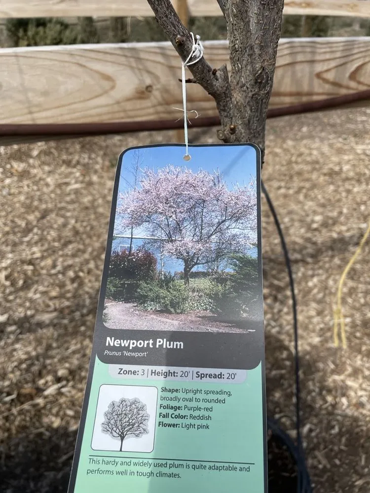 Professional garden landscaping for year-round maintenance across Hutchinson, KS - Prairie Hills Nursery and Plant Shop