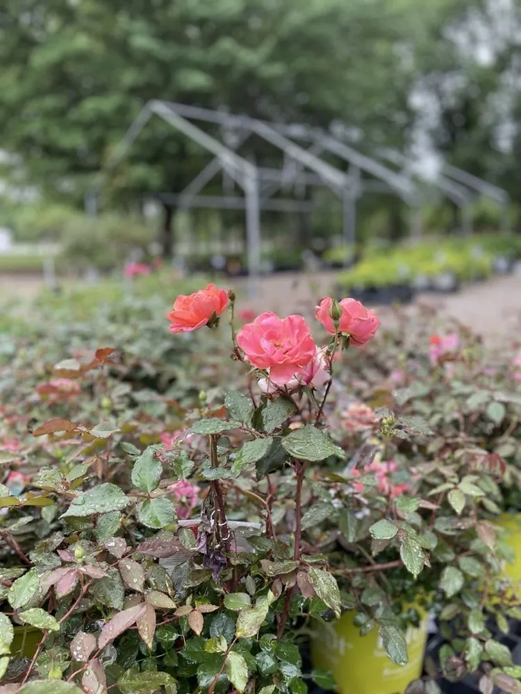 Affordable landscape installation experts serving Hutchinson, KS - Prairie Hills Nursery and Plant Shop