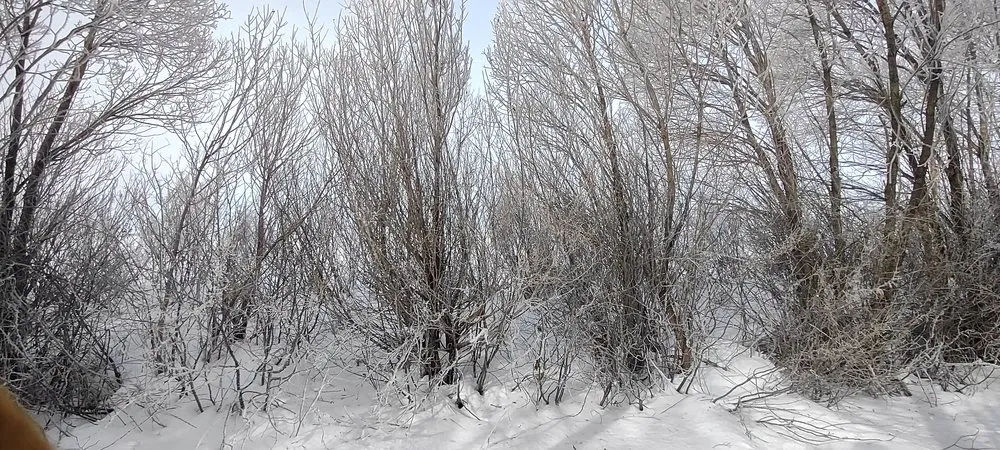 Trusted landscape design in Jerome, ID by Prairie Landscaping & Hardscaping
