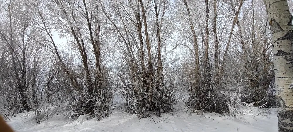 Affordable landscape design in Jerome, ID by Prairie Landscaping & Hardscaping