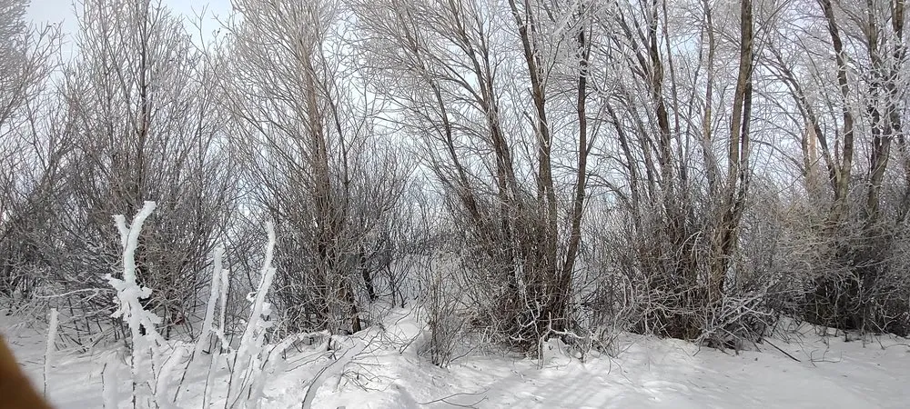 Reliable yard maintenance in Jerome, ID by Prairie Landscaping & Hardscaping