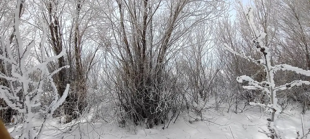 Reliable yard cleanup service for outdoor upgrades across Jerome, ID - Prairie Landscaping & Hardscaping