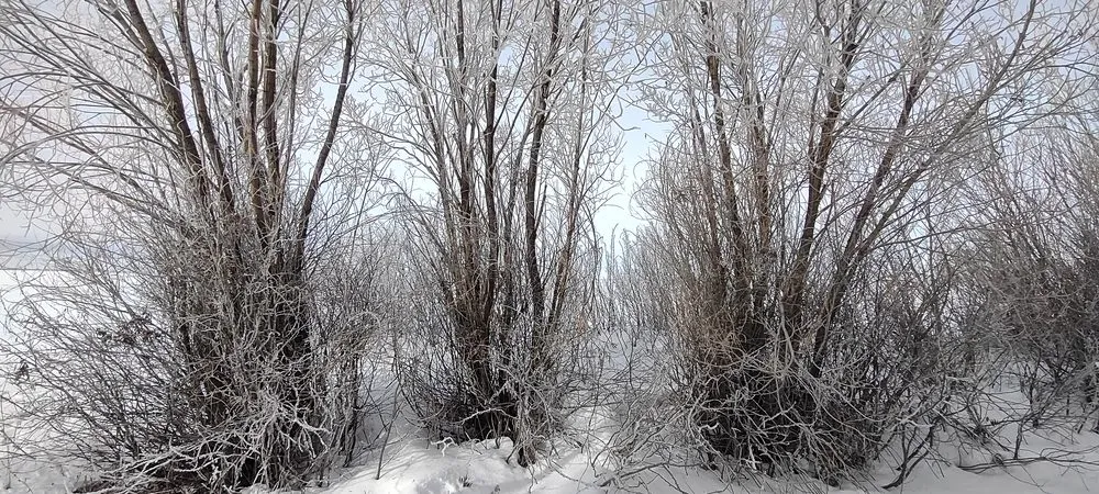 Affordable outdoor landscaping in Jerome, ID - Prairie Landscaping & Hardscaping