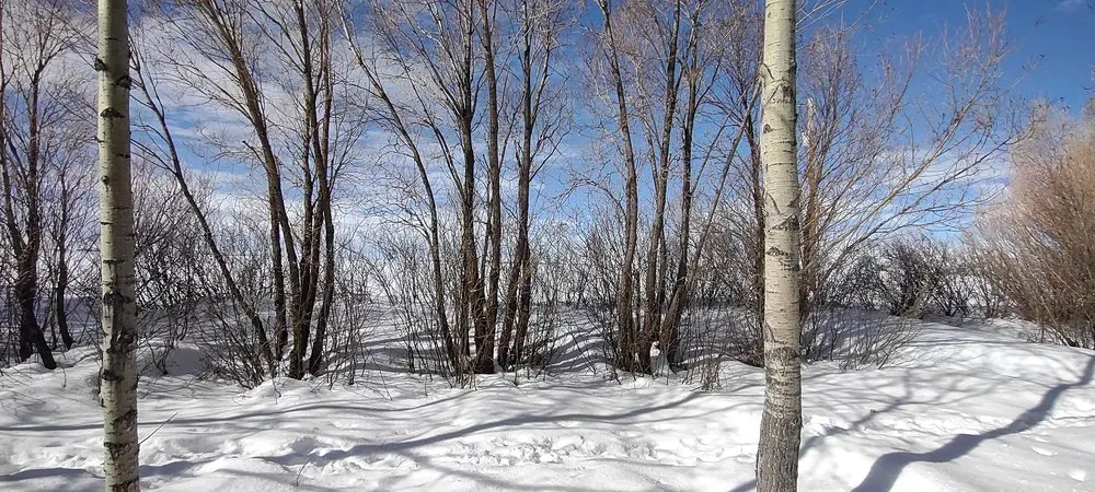 Professional landscape design in Jerome, ID by Prairie Landscaping & Hardscaping