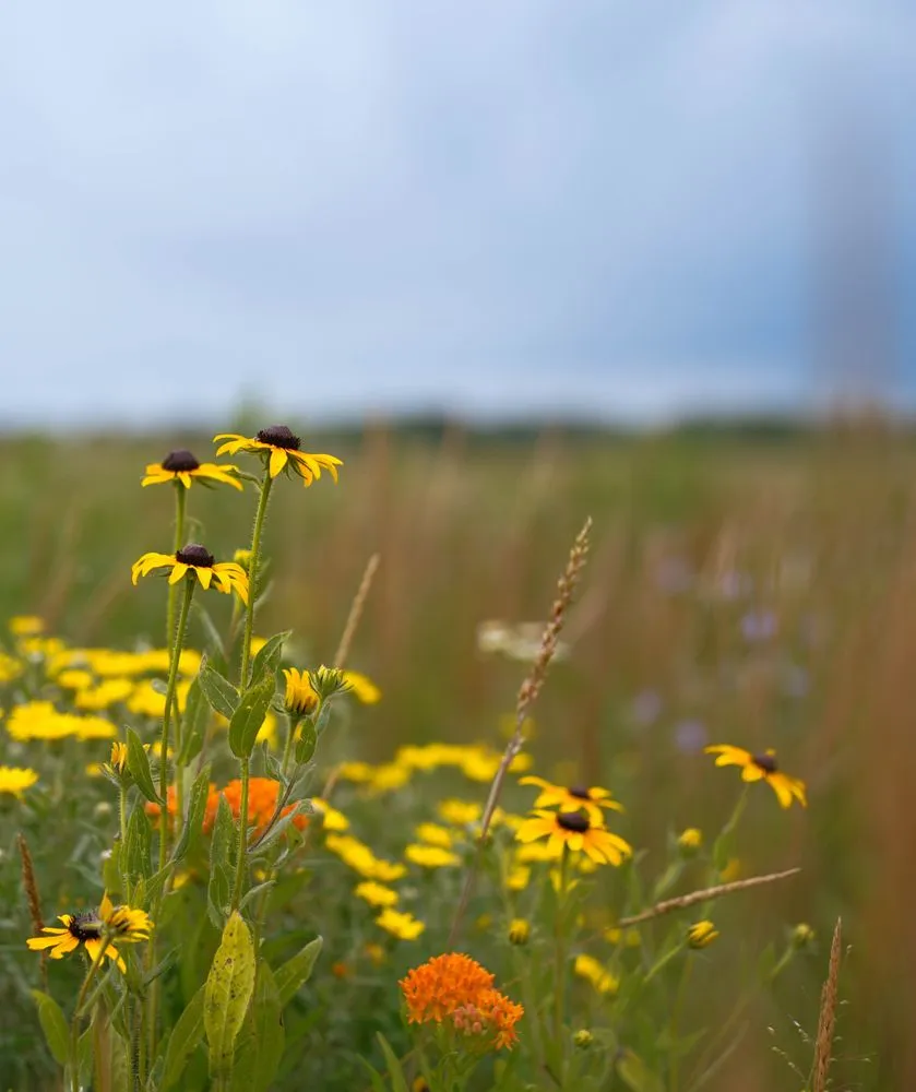 Top-rated landscaping services in Princeton, MN - Prairie Restorations