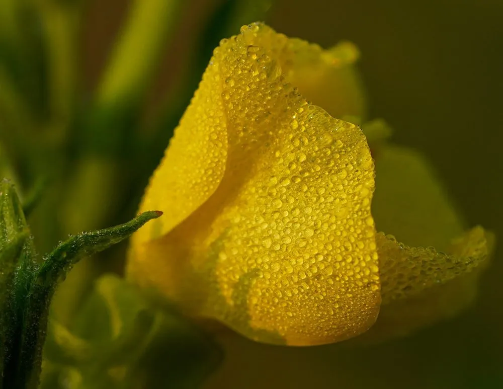 Top-rated yard cleanup service in Princeton, MN by Prairie Restorations