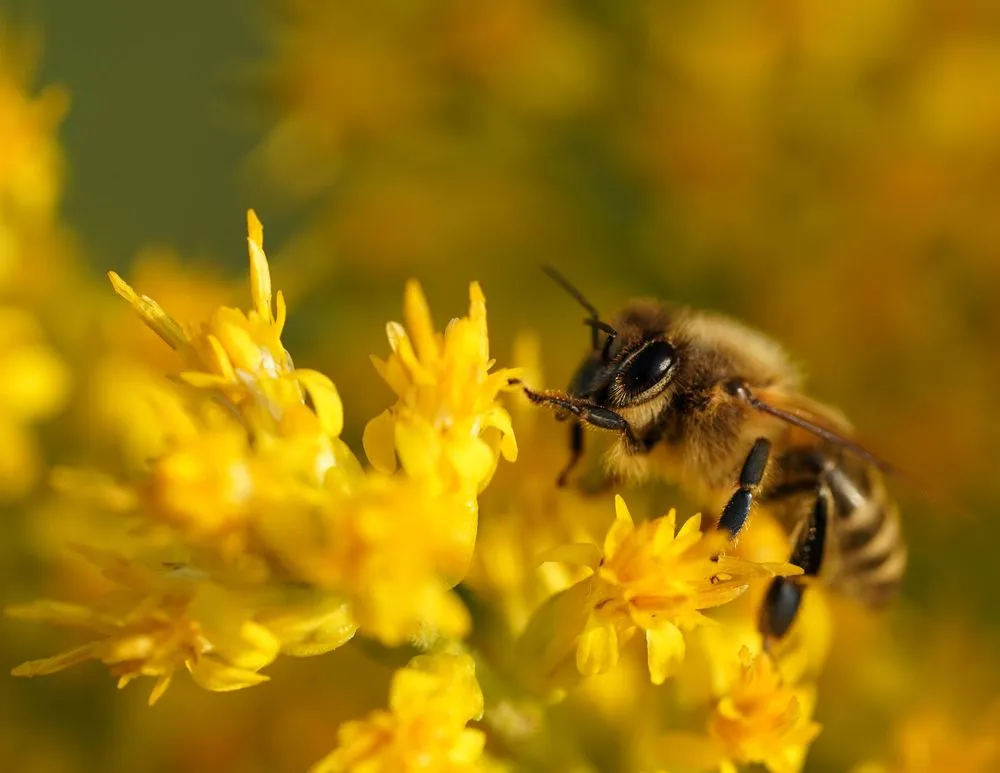 Local outdoor landscaping for residential properties across Princeton, MN - Prairie Restorations