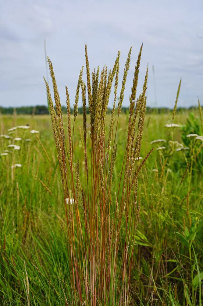 Professional landscape installation in Princeton, MN by Prairie Restorations