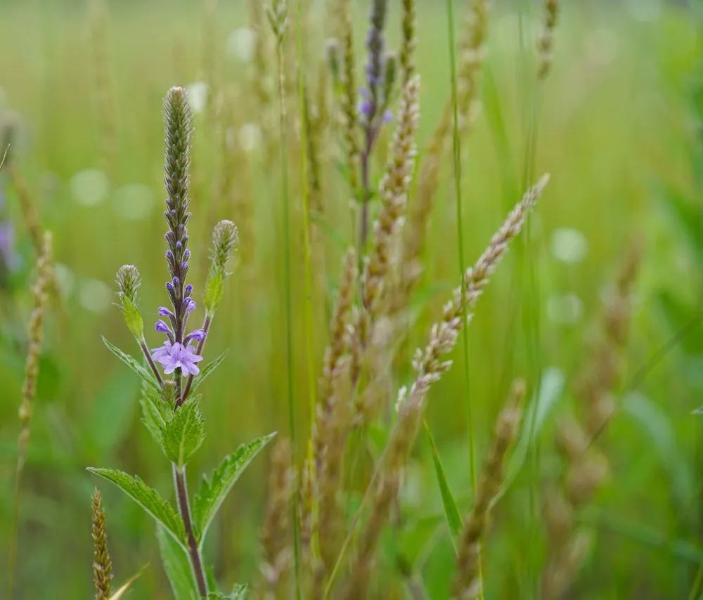 Professional yard cleanup service experts serving Princeton, MN - Prairie Restorations