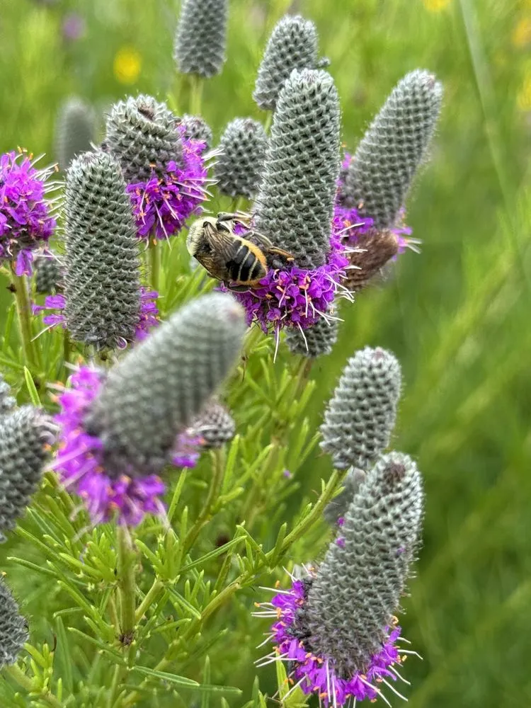 Local landscape installation in Princeton, MN - Prairie Restorations