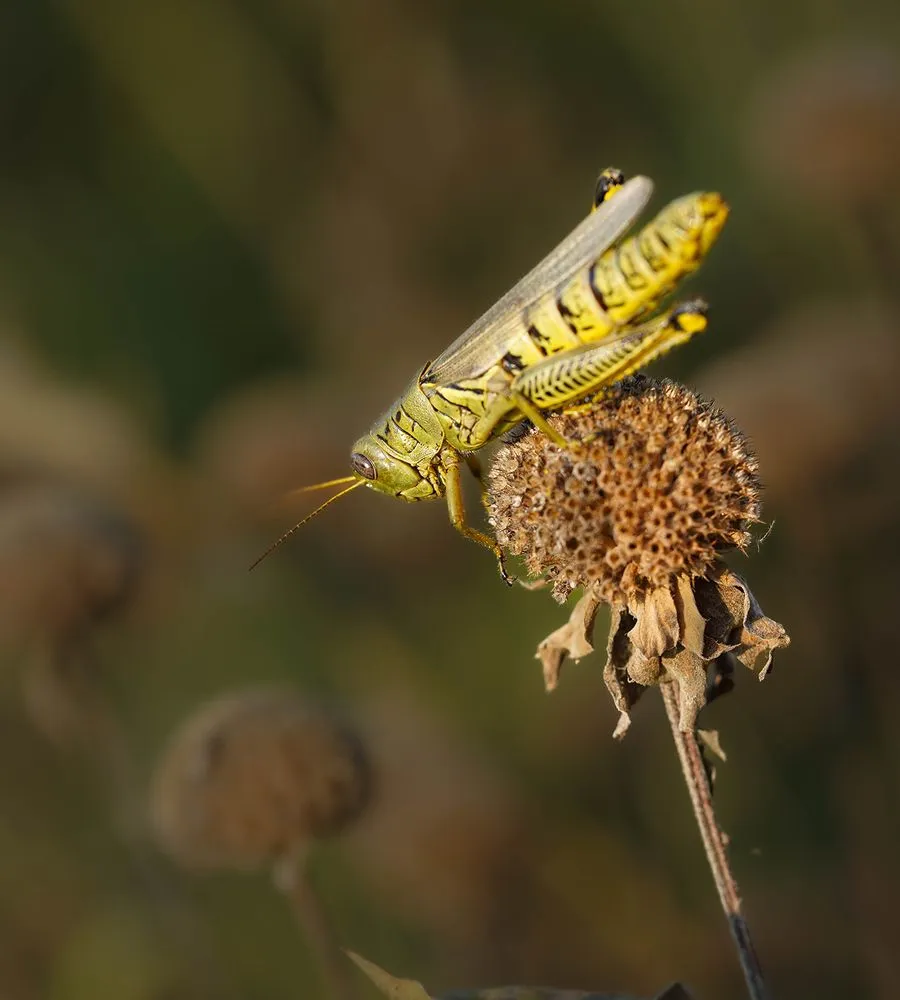 Affordable outdoor landscaping in Princeton, MN by Prairie Restorations